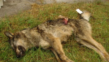 Grupo Lobo Asturias exige la dimisión del Consejero de Medio Rural y frenar las matanzas