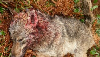 «Desde Grupo Lobo Asturias, demandamos el inmediato cese del Consejero de Medio Rural y Política Agraria del Principado»