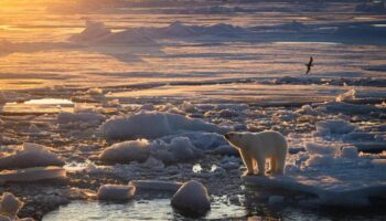 Los osos polares mantienen poblaciones estables en Svalbard a pesar de la pérdida de hielo