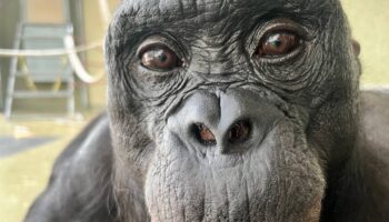 Los simios comparten con los humanos la capacidad de imaginar y fingir