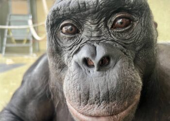 Los simios comparten con los humanos la capacidad de imaginar y fingir