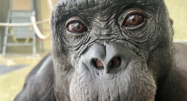 Los simios comparten con los humanos la capacidad de imaginar y fingir