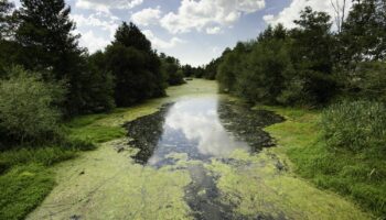 El Tribunal Supremo confirma la sentencia pionera de As Conchas por vulneración de derechos fundamentales ante la contaminación por ganadería industrial