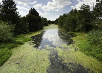 El Tribunal Supremo confirma la sentencia pionera de As Conchas por vulneración de derechos fundamentales ante la contaminación por ganadería industrial
