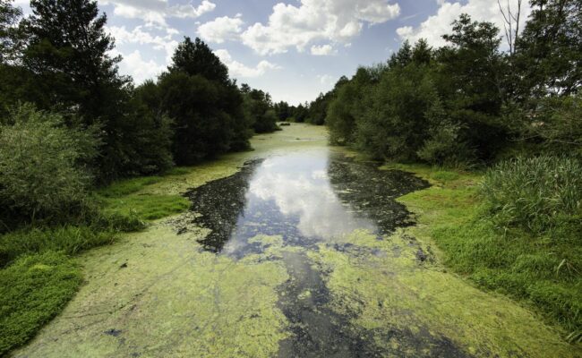 El Tribunal Supremo confirma la sentencia pionera de As Conchas por vulneración de derechos fundamentales ante la contaminación por ganadería industrial