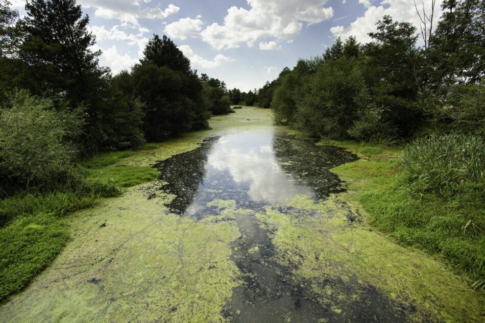 El Tribunal Supremo confirma la sentencia pionera de As Conchas por vulneración de derechos fundamentales ante la contaminación por ganadería industrial