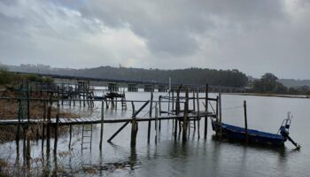 La Coordinadora Ecoloxista D´Asturies, celebra la propuesta del Ministerio de Transición Ecológica y Reto Demográfico, de incluir la anguila europea en el LESPRE como “especie en peligro de extinción”