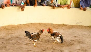 PACMA presenta recurso de alzada contra las peleas de gallos ante el Gobierno de Canarias