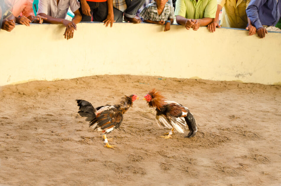 PACMA presenta recurso de alzada contra las peleas de gallos ante el Gobierno de Canarias