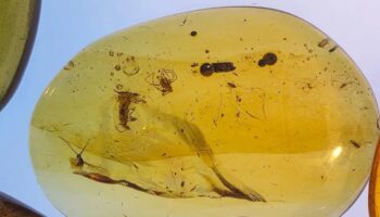 Una serie de ámbares fósiles revelan cómo era la vida de las hormigas en el Cretácico