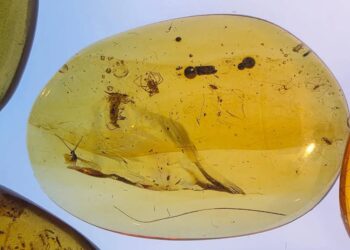 Una serie de ámbares fósiles revelan cómo era la vida de las hormigas en el Cretácico