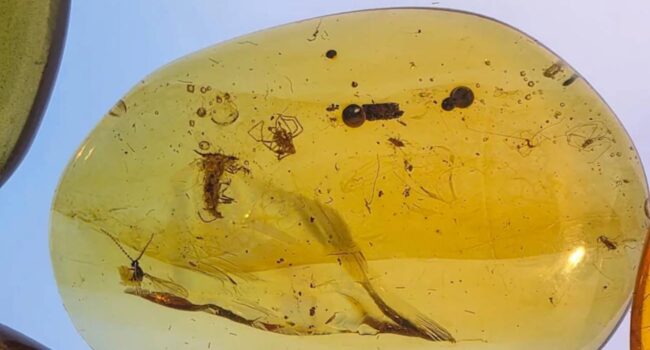 Una serie de ámbares fósiles revelan cómo era la vida de las hormigas en el Cretácico