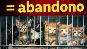 Convocan una concentración en Sevilla por el incumplimiento de la Ley 7/2023 en la gestión de colonias felinas