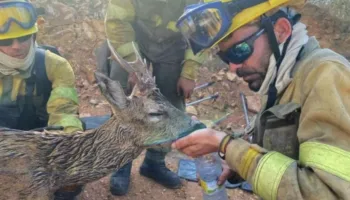 Alianza Verde denuncia la autorización de la Junta de Castilla y León para volver a cazar en las zonas incendiadas y tacha a Mañueco de negacionista