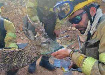 Alianza Verde denuncia la autorización de la Junta de Castilla y León para volver a cazar en las zonas incendiadas y tacha a Mañueco de negacionista