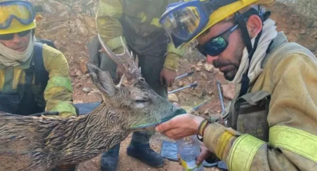 Alianza Verde denuncia la autorización de la Junta de Castilla y León para volver a cazar en las zonas incendiadas y tacha a Mañueco de negacionista