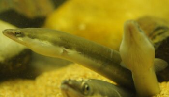 Ecologistas en Acción apoya la inclusión en el LESRPE de la anguila para asegurar su protección