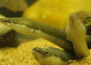 Ecologistas en Acción apoya la inclusión en el LESRPE de la anguila para asegurar su protección