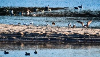 Piden que se reanude la recogida de fauna silvestre en Extremadura