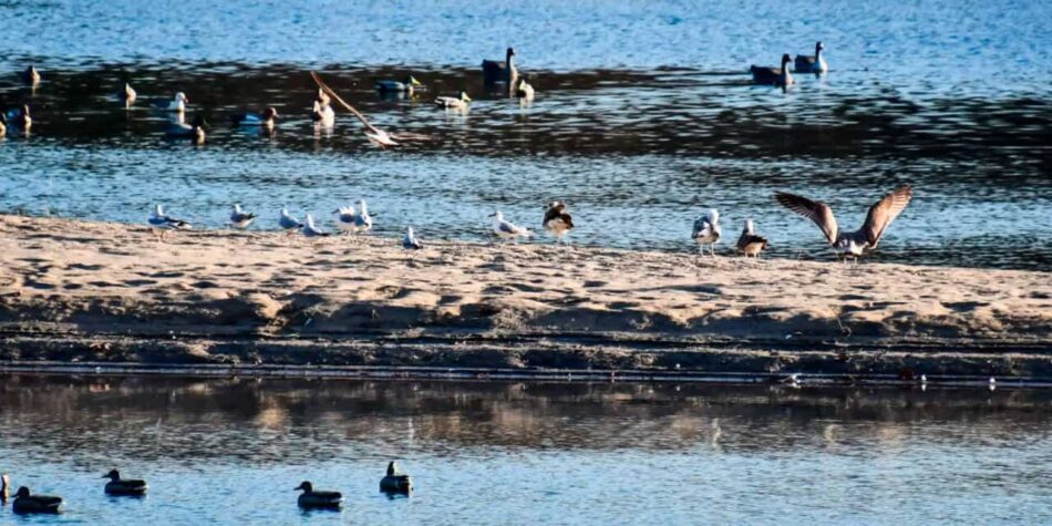 Piden que se reanude la recogida de fauna silvestre en Extremadura