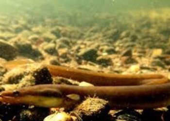 Alianza Verde pide en el Congreso y el Parlamento Europeo medidas urgentes para la protección de la anguila europea