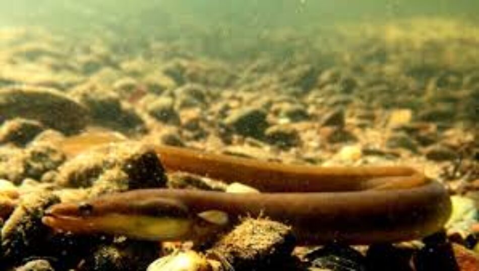 Alianza Verde pide en el Congreso y el Parlamento Europeo medidas urgentes para la protección de la anguila europea