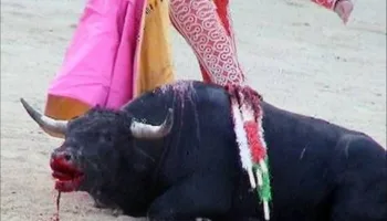 PACMA, muy satisfecho con las observaciones definitivas del Comité de Derechos del Niño sobre la tauromaquia: «han sido mucho más duros»