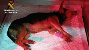 PACMA exige penas de prisión efectivas tras el grave caso de maltrato animal en Torre Pacheco