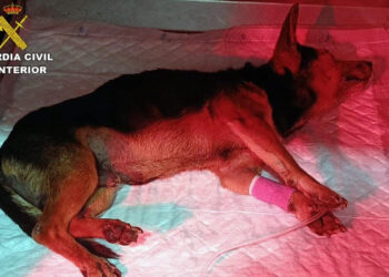 PACMA exige penas de prisión efectivas tras el grave caso de maltrato animal en Torre Pacheco