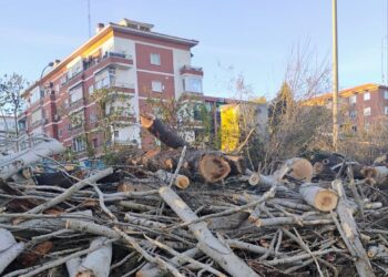 Denuncian destrozos al arbolado urbano por las obras en Madrid
