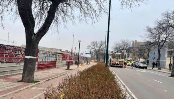 Más de 600 árboles talados en 2025: Valladolid Toma la Palabra pide transparencia en la comunicación y reposiciones en los mismos barrios