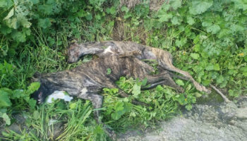 PACMA exige a PSOE y Sumar que proteja a los perros de caza tras aparecer dos galgos muertos con signos de violencia en Puente Genil