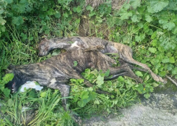 PACMA exige a PSOE y Sumar que proteja a los perros de caza tras aparecer dos galgos muertos con signos de violencia en Puente Genil