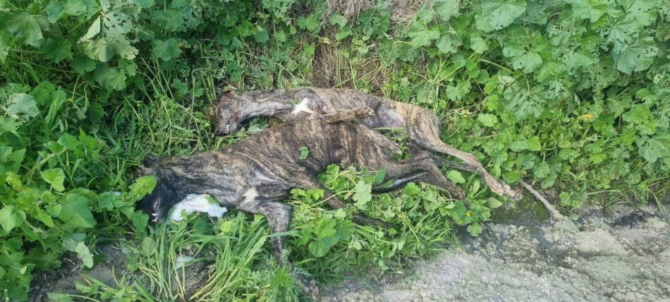 PACMA exige a PSOE y Sumar que proteja a los perros de caza tras aparecer dos galgos muertos con signos de violencia en Puente Genil