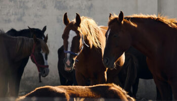 PACMA pide a los ayuntamientos catalanes que abran el debate sobre la abolición de animales en los Tres Tombs