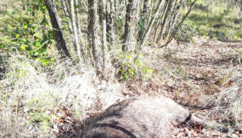 PACMA condena el horror que tuvieron que vivir los vecinos de Uceda en una montería organizada junto a sus viviendas 