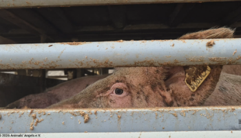 Siete camiones con animales vivos, bovino y porcino, quedan bloqueados durante tres días en el Puerto de Cádiz sin posibilidad de descargarlos