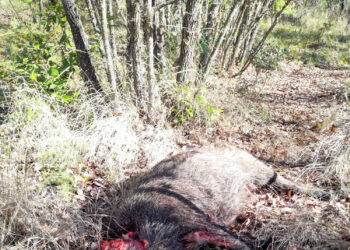 PACMA condena el horror que tuvieron que vivir los vecinos de Uceda en una montería organizada junto a sus viviendas 