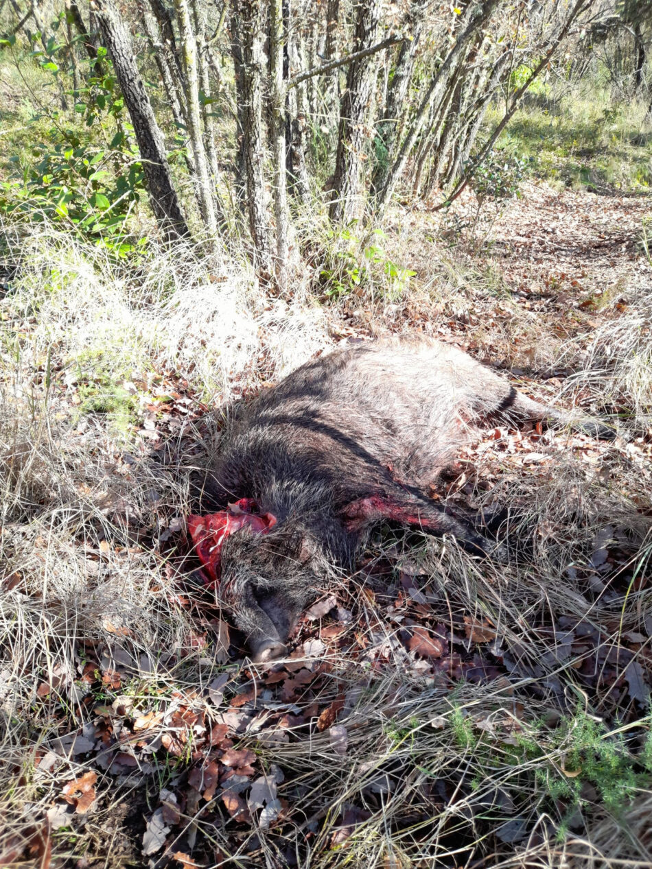 PACMA condena el horror que tuvieron que vivir los vecinos de Uceda en una montería organizada junto a sus viviendas