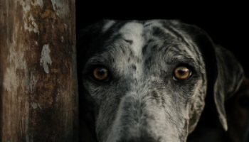 Las entidades de protección animal logran el compromiso para incluir a todos los perros sin excepción en el Real Decreto de Núcleos Zoológicos de Animales de Compañía