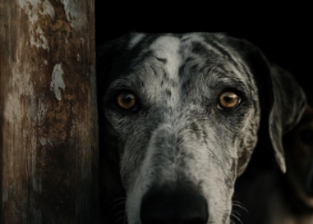 Las entidades de protección animal logran el compromiso para incluir a todos los perros sin excepción en el Real Decreto de Núcleos Zoológicos de Animales de Compañía