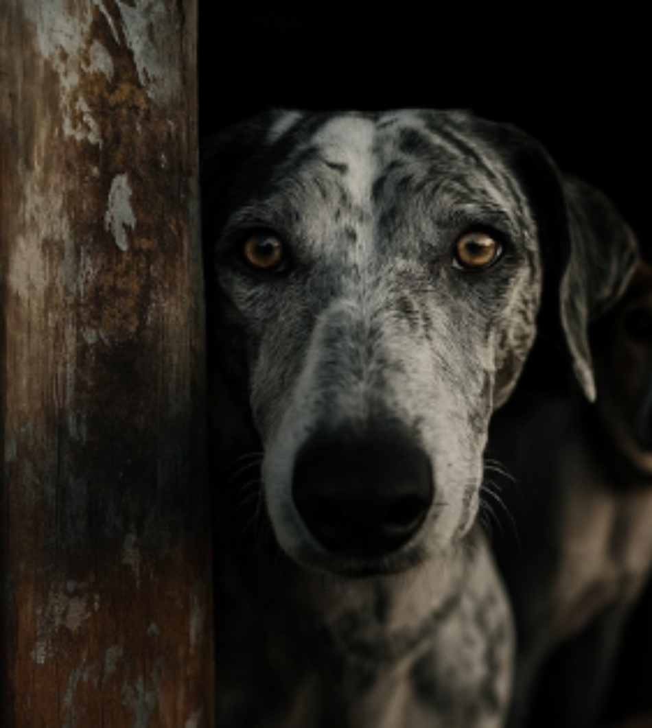 Las entidades de protección animal logran el compromiso para incluir a todos los perros sin excepción en el Real Decreto de Núcleos Zoológicos de Animales de Compañía