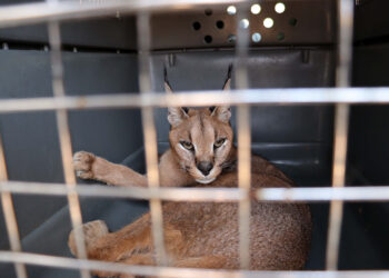 La Coalición para el Listado Positivo agradece la iniciativa de Esquerra Republicana de exigir el desbloqueo del desarrollo del Real Decreto