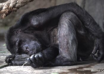 “Cruces de miradas” llega al Congreso en pleno debate sobre la Ley de Grandes Simios