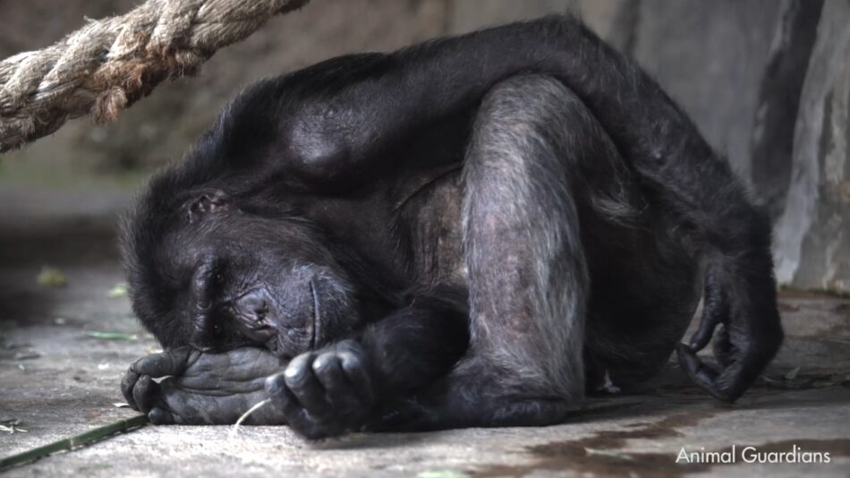 “Cruces de miradas” llega al Congreso en pleno debate sobre la Ley de Grandes Simios