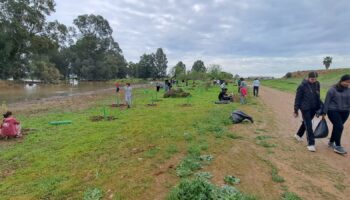 Gran acogida de la reforestación y limpieza en las lagunas de El Sapo en la ciudad de Sevilla