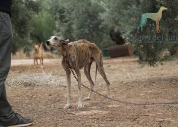 PACMA afea a Sánchez su “postureo con los perros”: vídeo en redes mientras mantiene desprotegidos a los de caza y el IVA veterinario al 21%