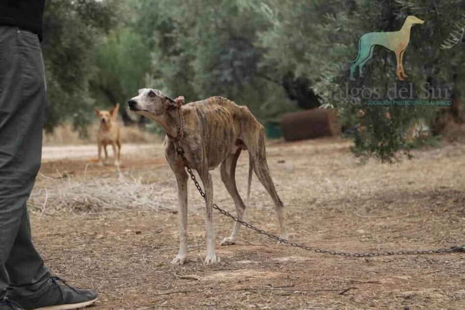 PACMA afea a Sánchez su “postureo con los perros”: vídeo en redes mientras mantiene desprotegidos a los de caza y el IVA veterinario al 21%