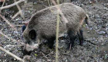 PACMA denuncia 19.000 movilizaciones de efectivos por la peste porcina y alerta del impacto sobre la seguridad ciudadana