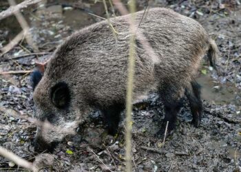 PACMA denuncia 19.000 movilizaciones de efectivos por la peste porcina y alerta del impacto sobre la seguridad ciudadana